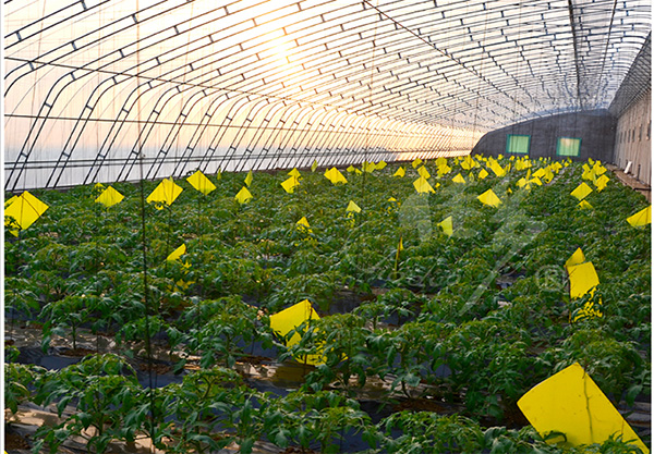 生物降解粘蟲板